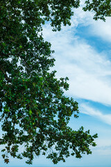 Fresh leaves on cloudy sky background