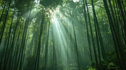 A serene bamboo forest with towering green stalks, illuminated by soft beams of sunlight filtering through the dense canopy. The peaceful atmosphere