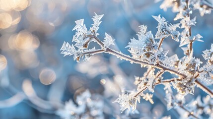 Obraz premium A stunning close-up of a delicate branch adorned with unique, geometric frost formations, sparkling in the soft winter sunlight. The icy details