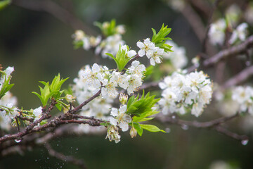 満開のスモモの花。