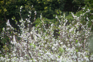 満開のスモモの花。