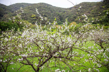 満開のスモモの花とスモモ畑。