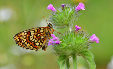 Melitaea athalia 1117