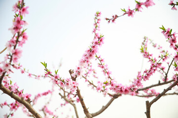 In full bloom in the peach blossom