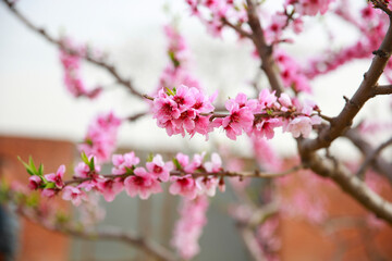 In full bloom in the peach blossom