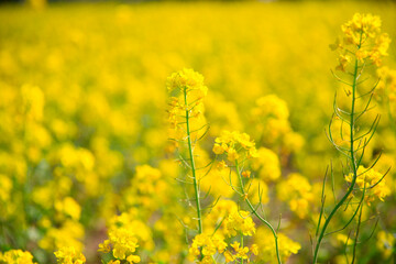 Obraz premium Yellow rape flower bloom in the farm