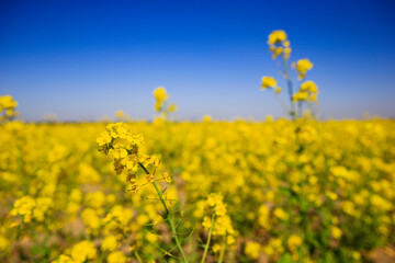 Obraz premium Yellow rape flower bloom in the farm