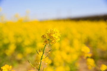 Yellow rape flower bloom in the farm