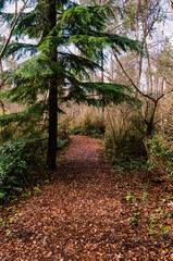 Alley path in a dense autumn forest park western Canada