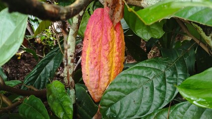 red and green leaves
