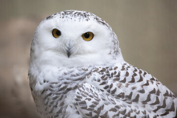 snowy owl