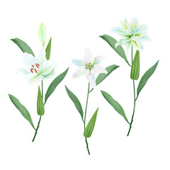 White lily flowers with stems watercolor illustration set isolated on white. High quality clip art perfect for cards, posters, stickers, Easter, christening spring, mother's day, wedding cards