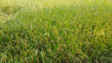 green grass background