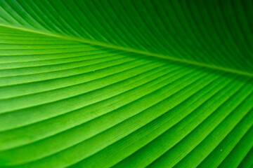 the texture of green banana leaves for the background