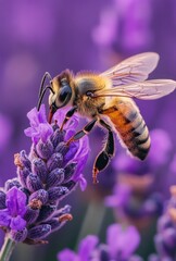 Close-up of a Honeybee Pollinating Vibrant Purple Lavender Flower in a Garden, Capturing Nature's Beauty and Importance of Bees in Ecosystem