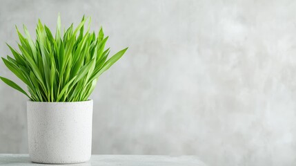 Fresh green grass in pot, grey background, home decor