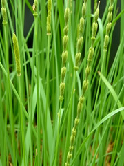 Equisetum (horsetail, snake grass, puzzlegrass) is the only living genus in Equisetaceae for education in laboratory.