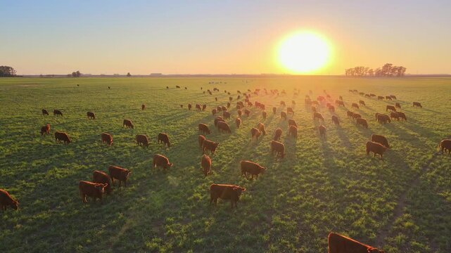 An aerial drone flyover captures a breathtaking golden sunset bathing an expansive Argentine pasture, where a large herd of cattle grazes freely across the open plains.
