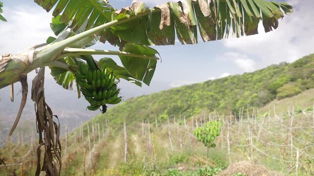 View of a bunch of banana in a tree during daylight