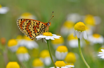 Melitaea Didyma  1136