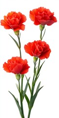 Fototapeta premium Vibrant orange carnations with green stems against a white background. Close up view showcasing the flower's texture and detail