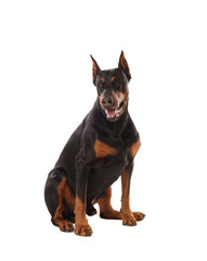 Adorable Doberman sitting on white background. Domestic pet