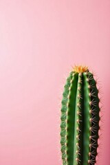 Naklejka premium A vibrant green cactus with prominent spines stands tall against a soft pink backdrop, a striking contrast of textures and colors.