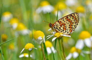 Melitaea Didyma 1135