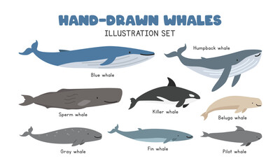 Types of Whales cartoon clipart. Cute whales vector illustration set in flat style. Includes Killer Whale (Orca), Blue Whale, Humpback, Beluga, Sperm, Gray, Pilot, Fin Whales. Sea animals concept © Vinh