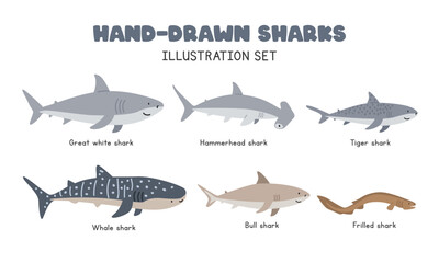 Types of Sharks cartoon clipart. Cute shark species vector illustration set in flat style. Includes Great White Shark, Hammerhead Shark, Tiger Shark, Bull, Whale, Frilled Sharks. Sea animal concept