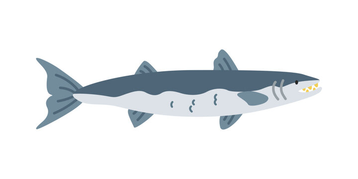Barracuda cartoon clipart. Cute barracuda fish (Sphyraena) vector illustration. Animal in flat style. Sea animals concept isolated on white background