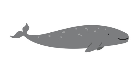 Gray whale (Eschrichtius robustus) cartoon clipart. Cute gray whale vector illustration. Animal in flat style. Sea animals concept isolated on white background