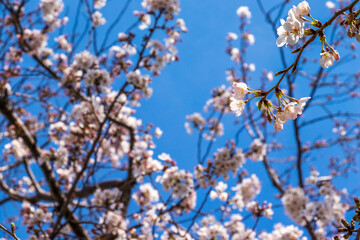 青空に映える桜の花