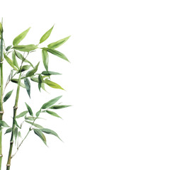 Obraz premium Illustration of a watercolor bamboo tree 