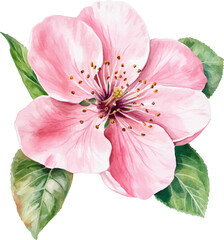 Obraz premium Watercolor pink peach blossom with green leaves on white background