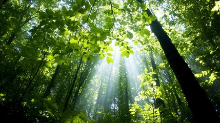 Fototapeta premium Sunbeams in Lush Green Forest Nature Photography Sunlight Through Trees Canopy Ecology