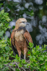 Black collared hawk in the Pantanal
