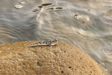 mudskipper in nature. mudskipper has brown color. Mudskipper is amphibian. Mudskipper usually live in swampy areas, muddy soil, river banks.