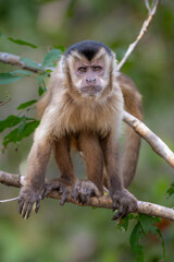 Capuchin Monkey looking at  the camera