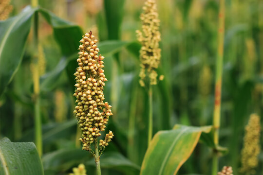 sorghum seeds in plants. brown sorghum ready to harvest. Sorghum is a food source cereal