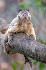 Capuchin Monkey looking skywards