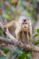 A Capuchin Monkey  looking at the camera
