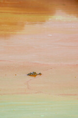 Caiman swimming in an algal bloom