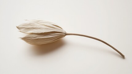 Dried Physalis flower on white background