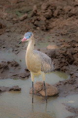 Capped Heron - Pantanal