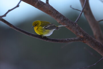 North Carolina Birds from backyard