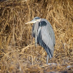   Portraiture of a great blue heron.