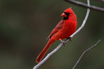 North Carolina Birds from backyard