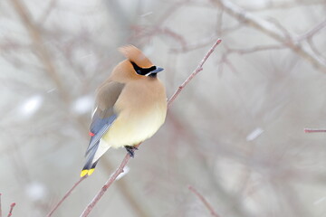 North Carolina Birds from backyard