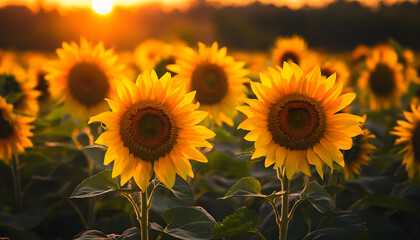 Fototapeta premium Explore the wild beauty of majestic nature